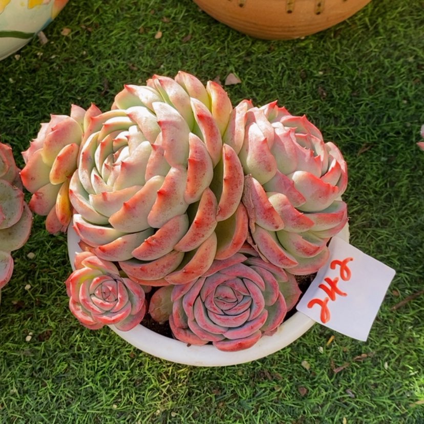 【闪购商品】清*渡多肉植物