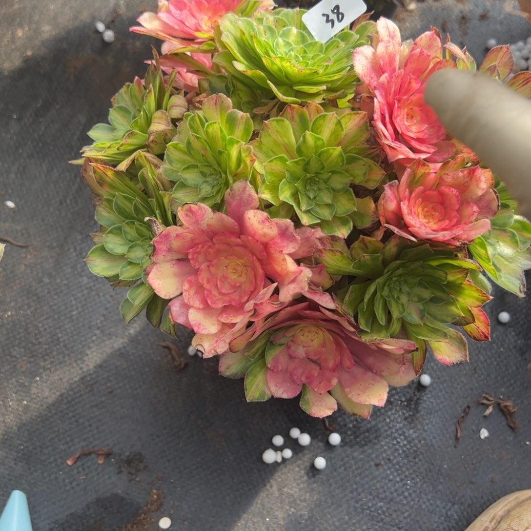 38知否多肉嘻嘻嘻嘻了