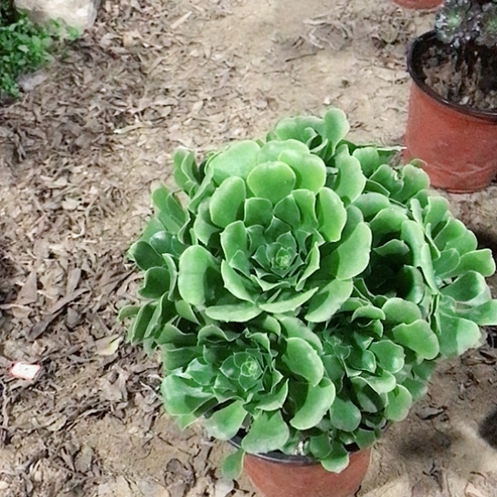 自****绿玫瑰法师0000005