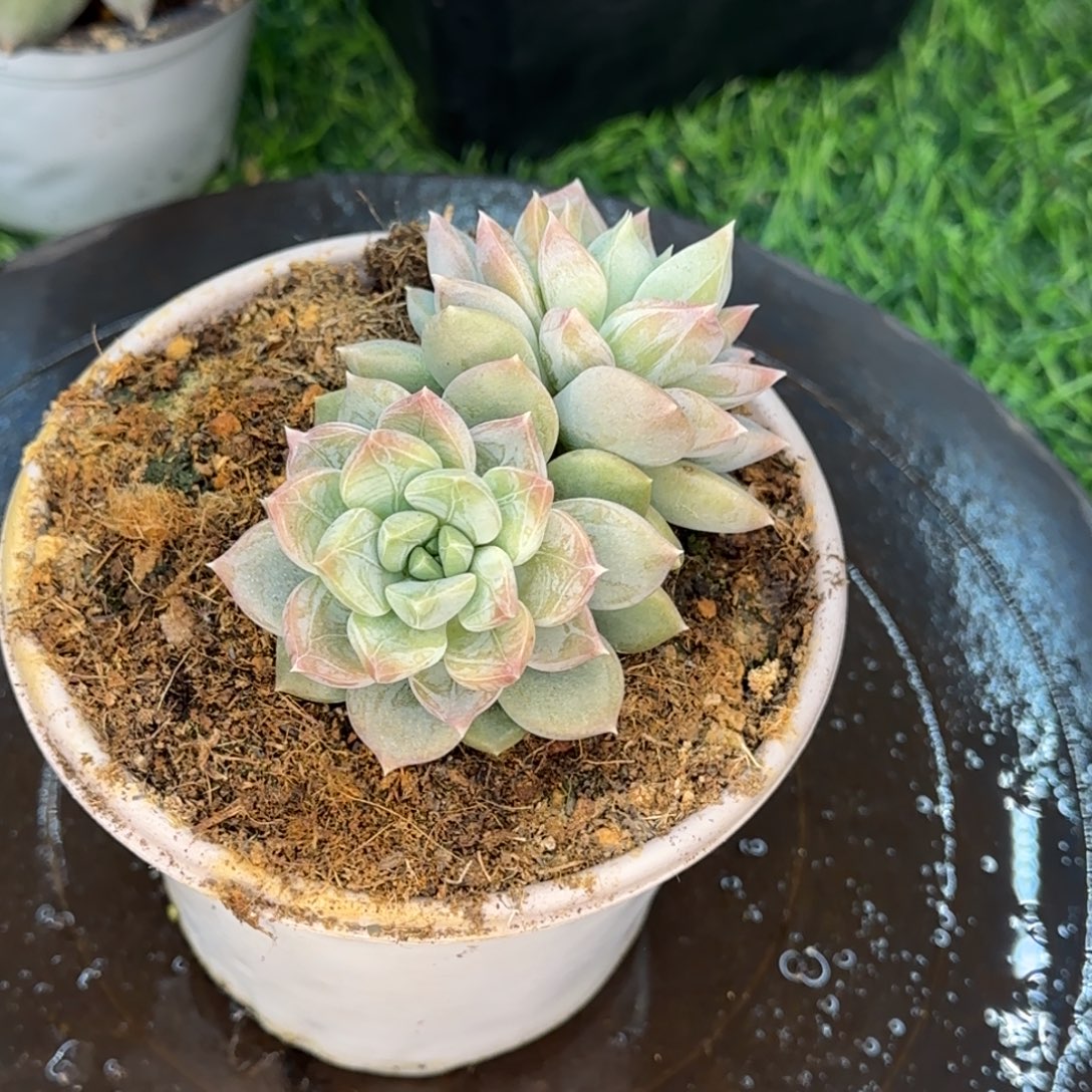 多肉植物多肉植物