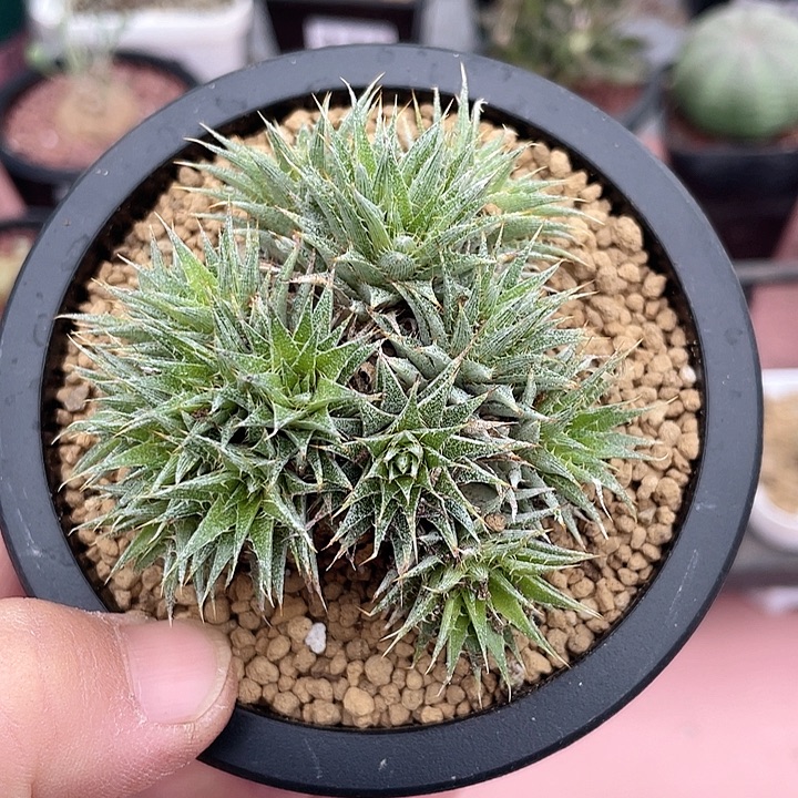 371玻利维亚坨坨凤