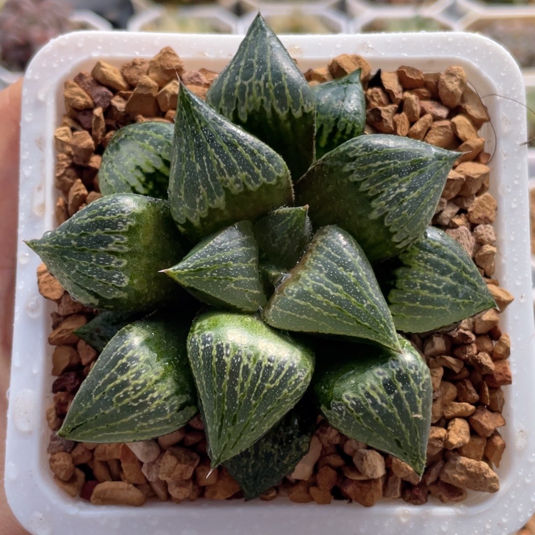 61实生竹虎  十二卷