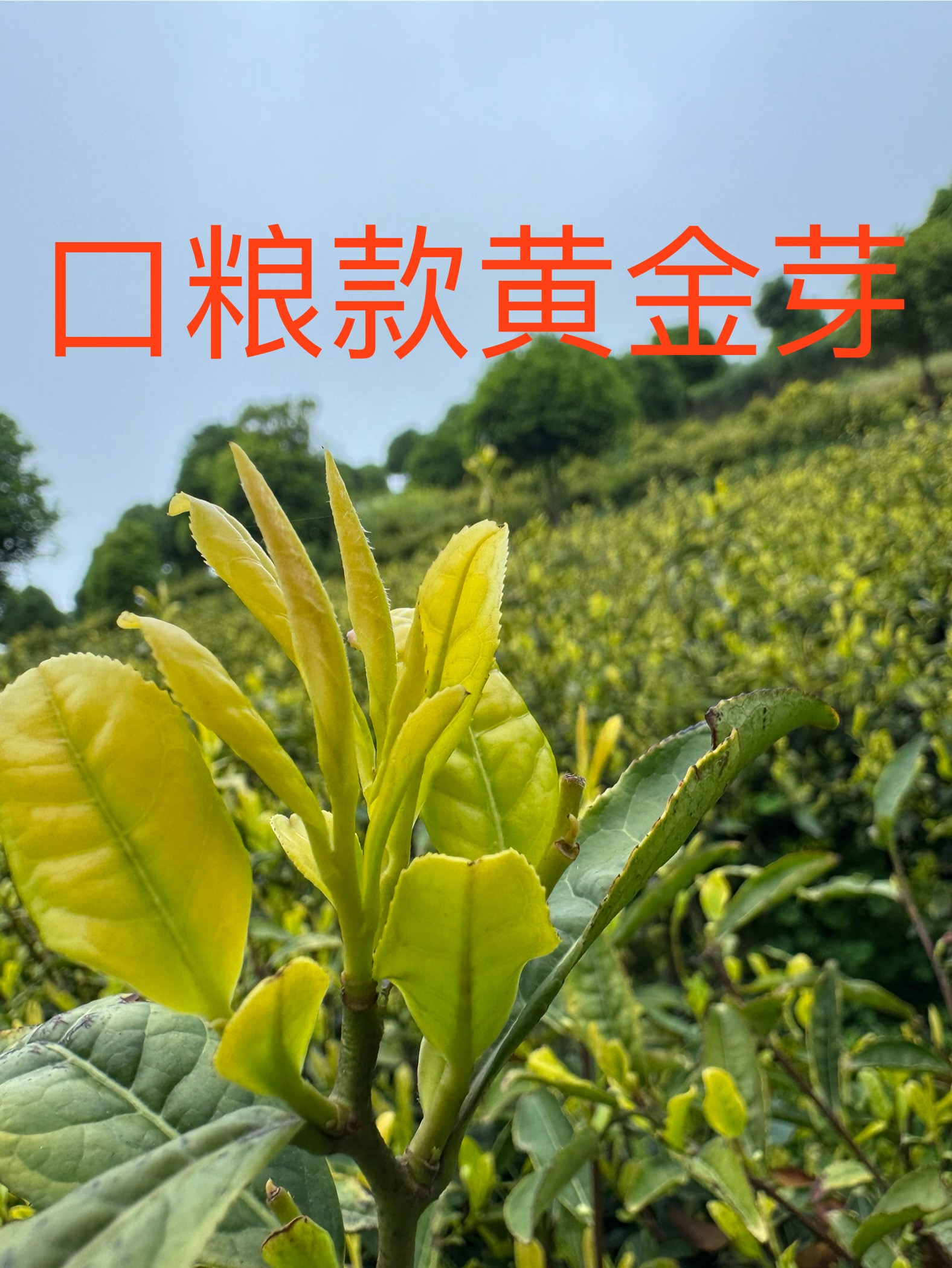 贵州沿河自家种植高山云雾生态口粮款黄金芽茶顺丰包邮