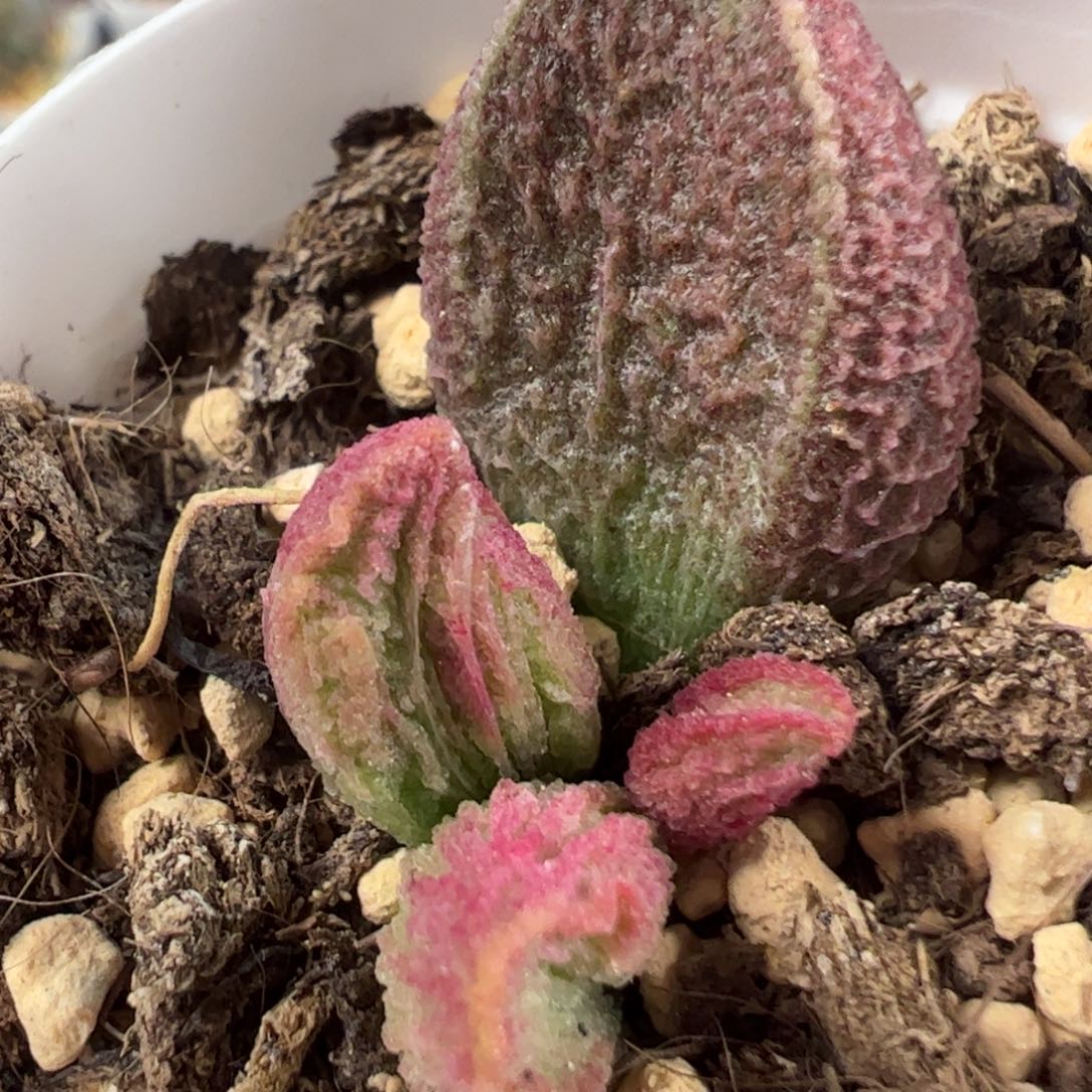 实生新品多肉植物水泡