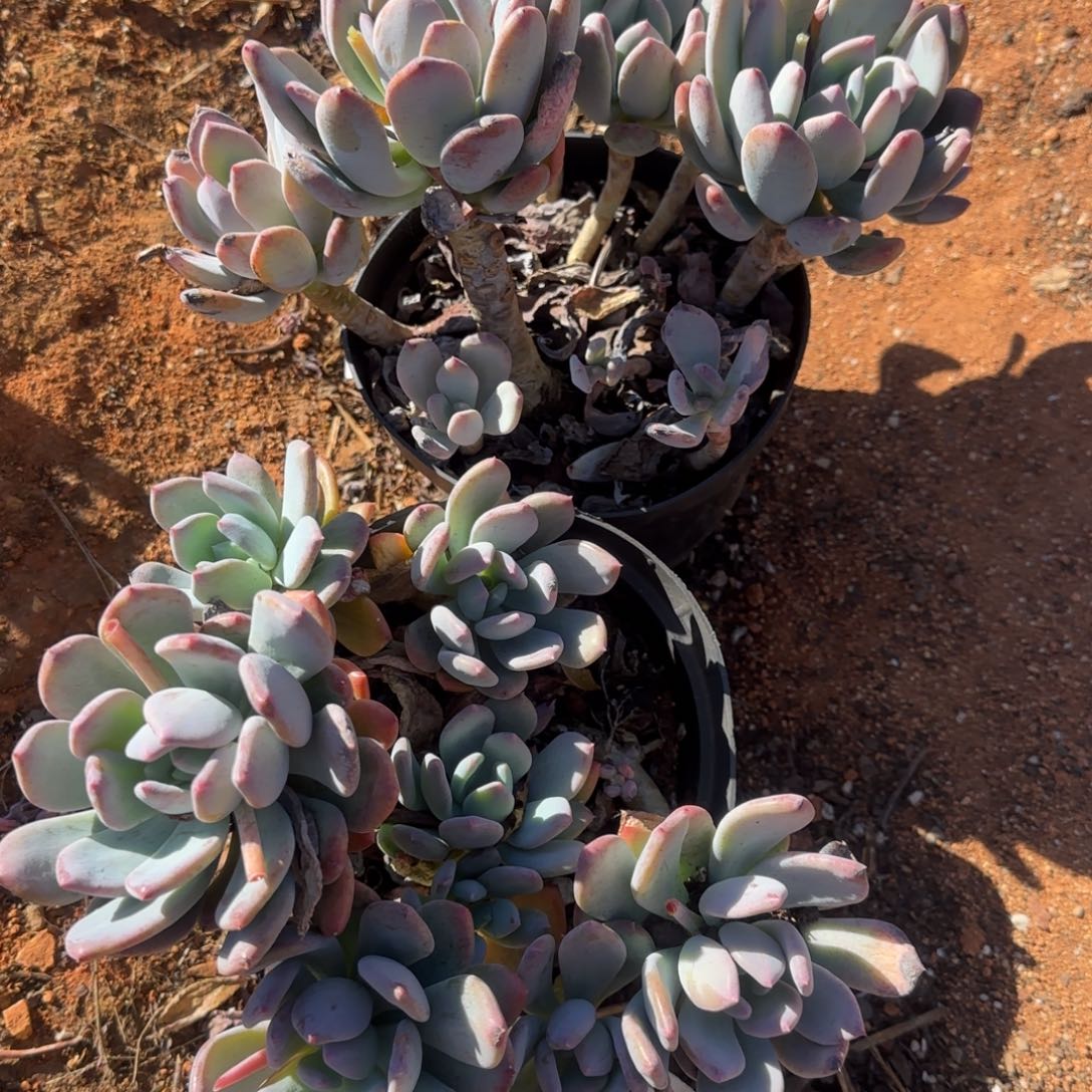 鲜***多要盘两颗包邮的话就买一个 饶一个