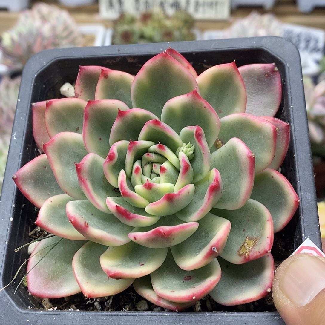 12102 蔚蓝乌木锦