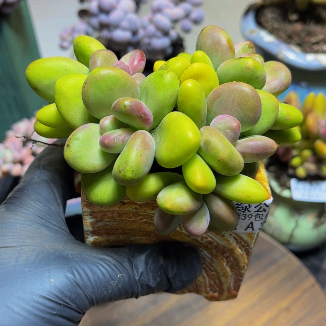 825芒果奶12厘米多肉