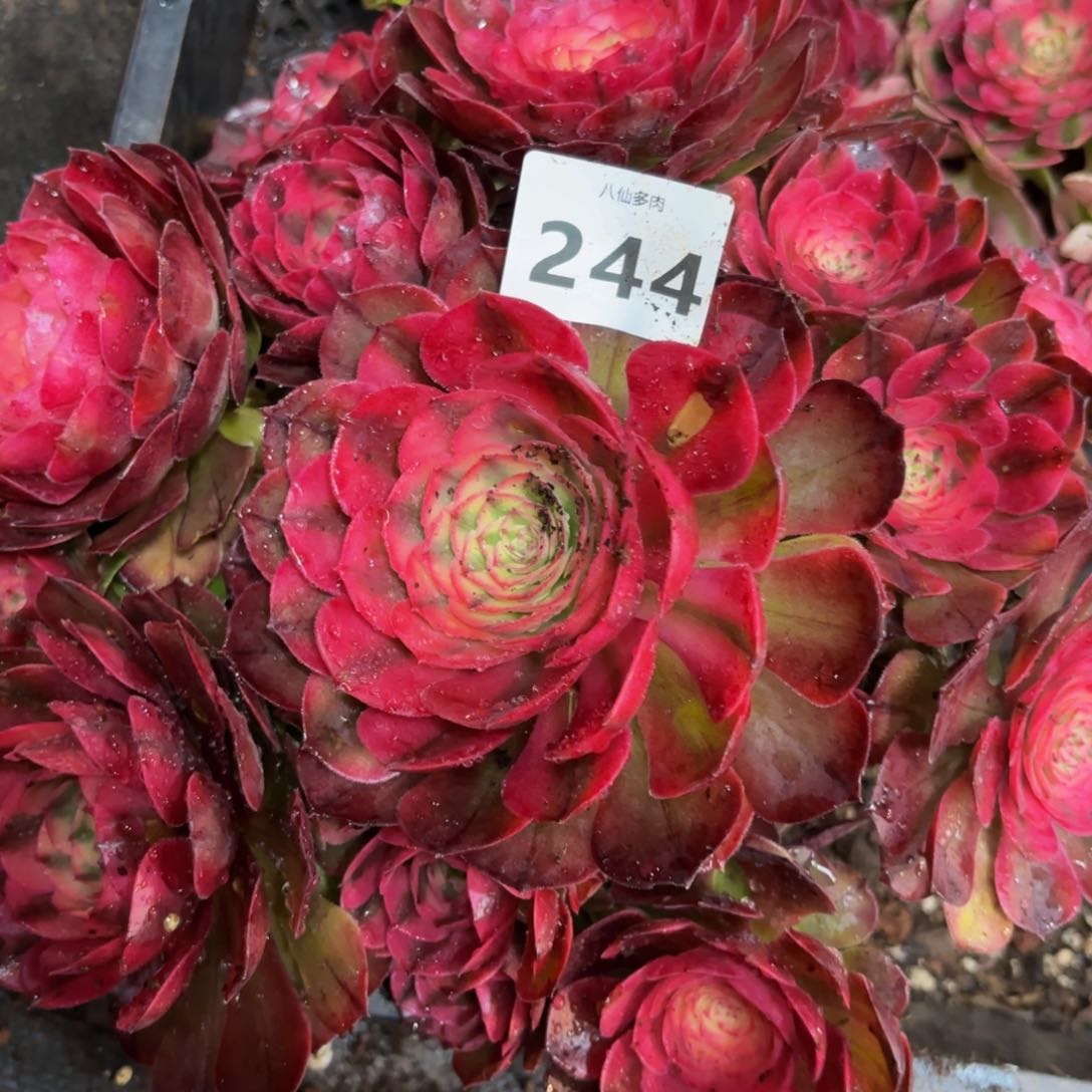 244多肉植物荔枝