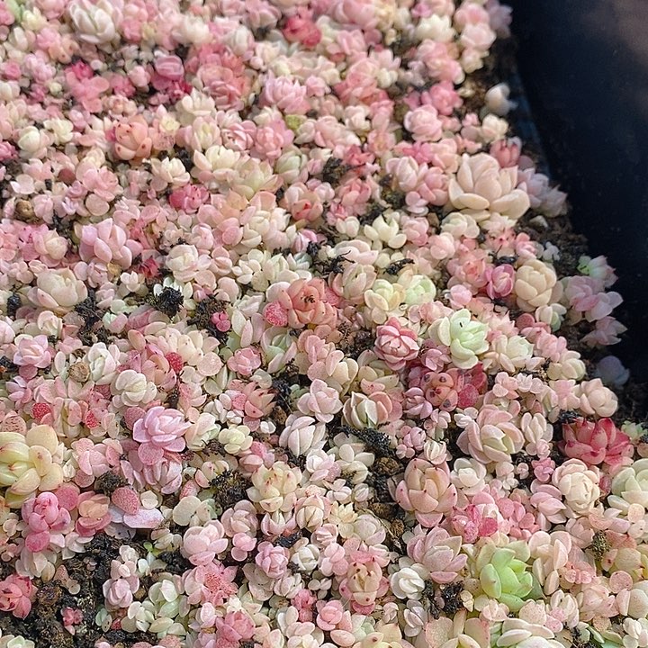 136 多肉植物盆栽花卉植物