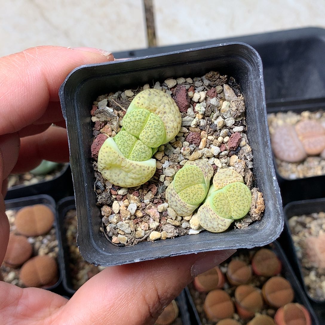 T587多肉植物保护研究所