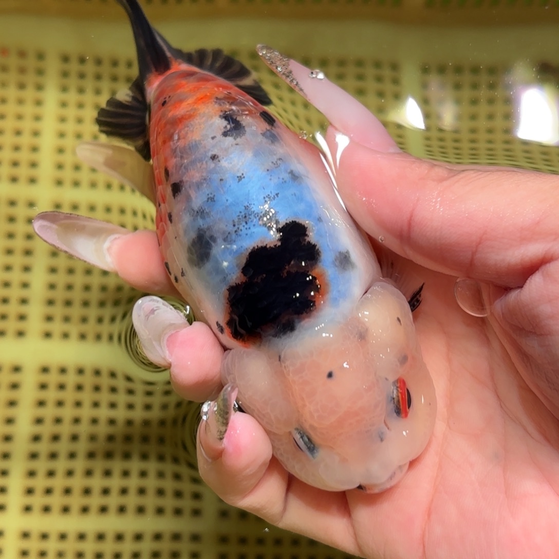 ****性金鱼拍包装包邮，不拍包装运费到付