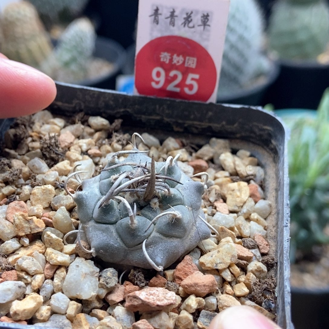 实生老娇丽3cm一棵仙人球