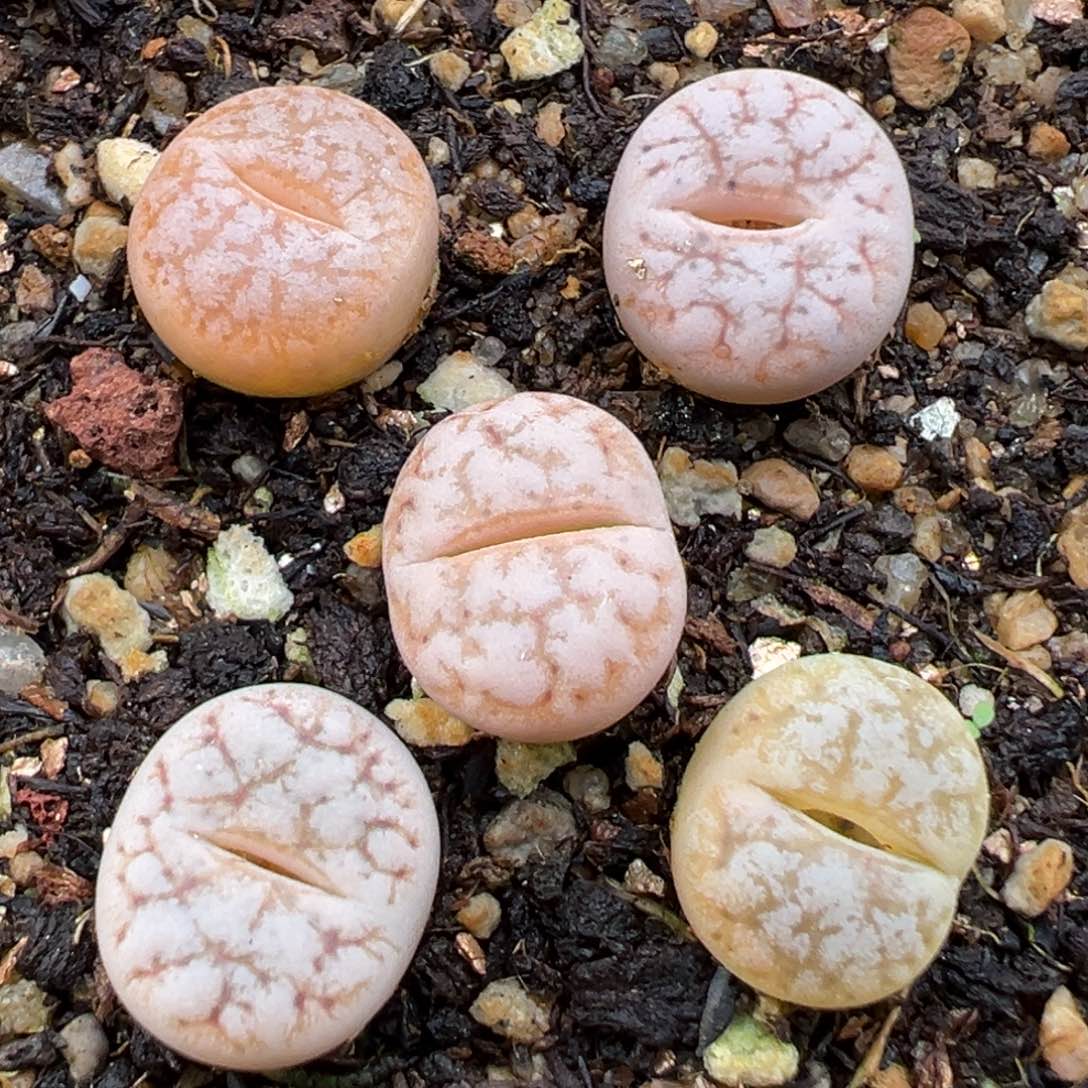 1.19好看的多肉646