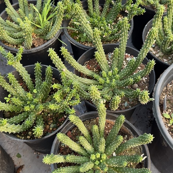 实生九头龙大戟脱土发货