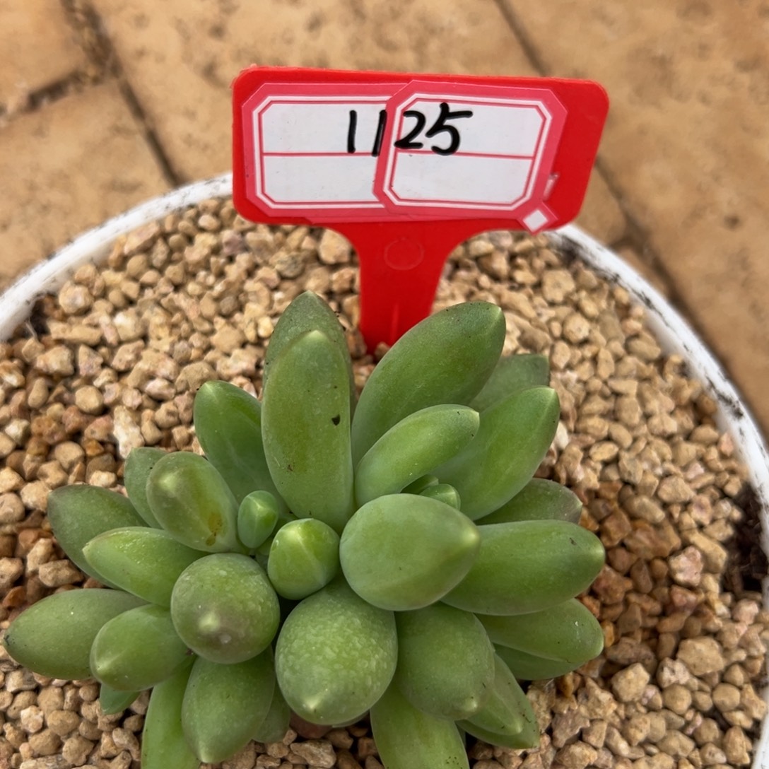 兰眼睛1125。        