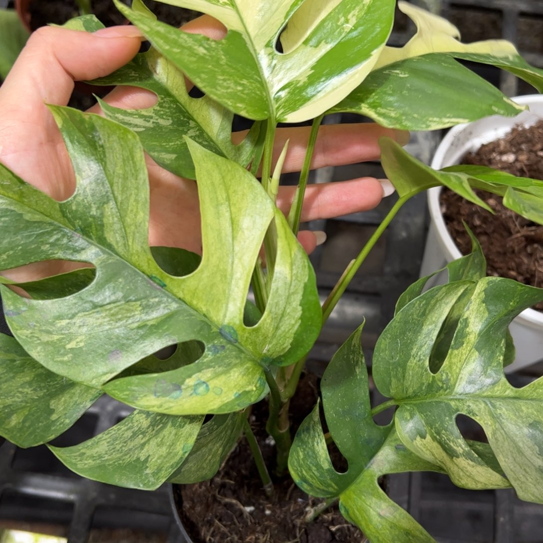 完全开放黄薄荷姬龟背