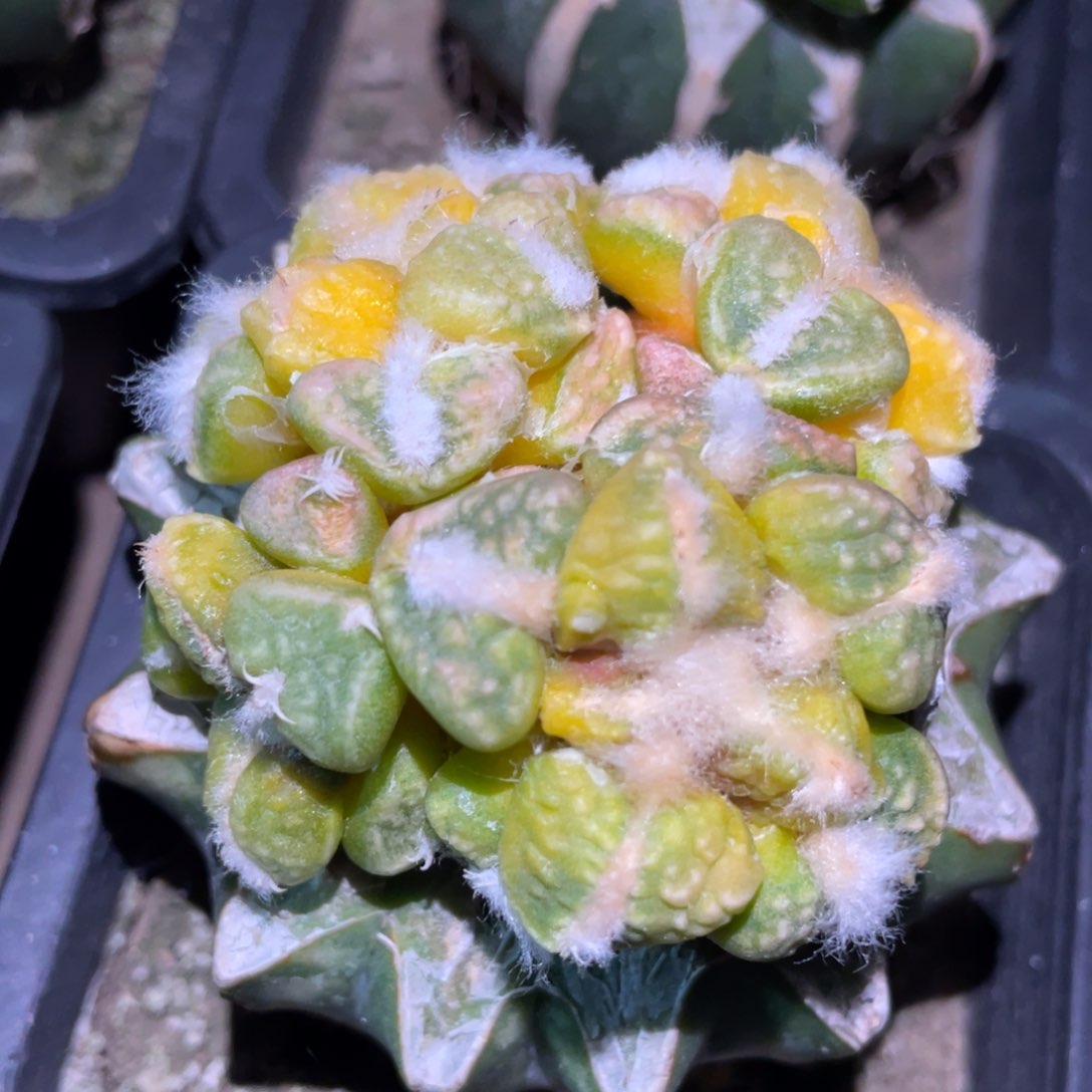 四头连体 丸犹连山 牡丹锦 仙人球