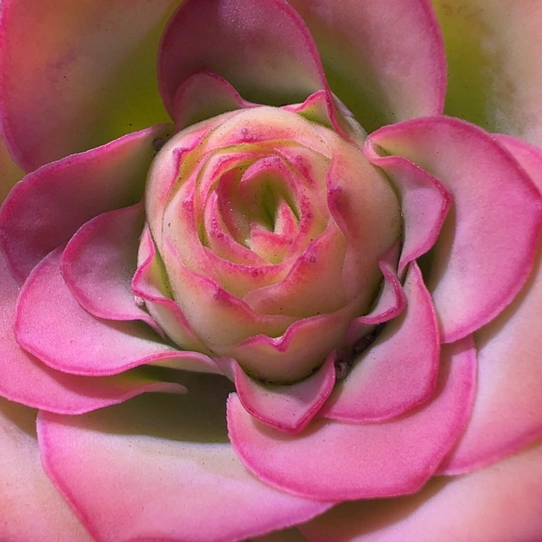 陈陈940神凤帕美至爱