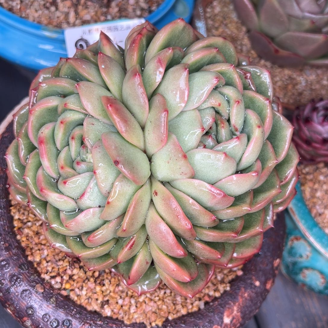 从前慢多肉精选编号0214.193