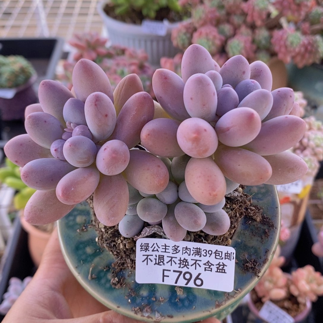 肥汤圆10cm796多肉植物