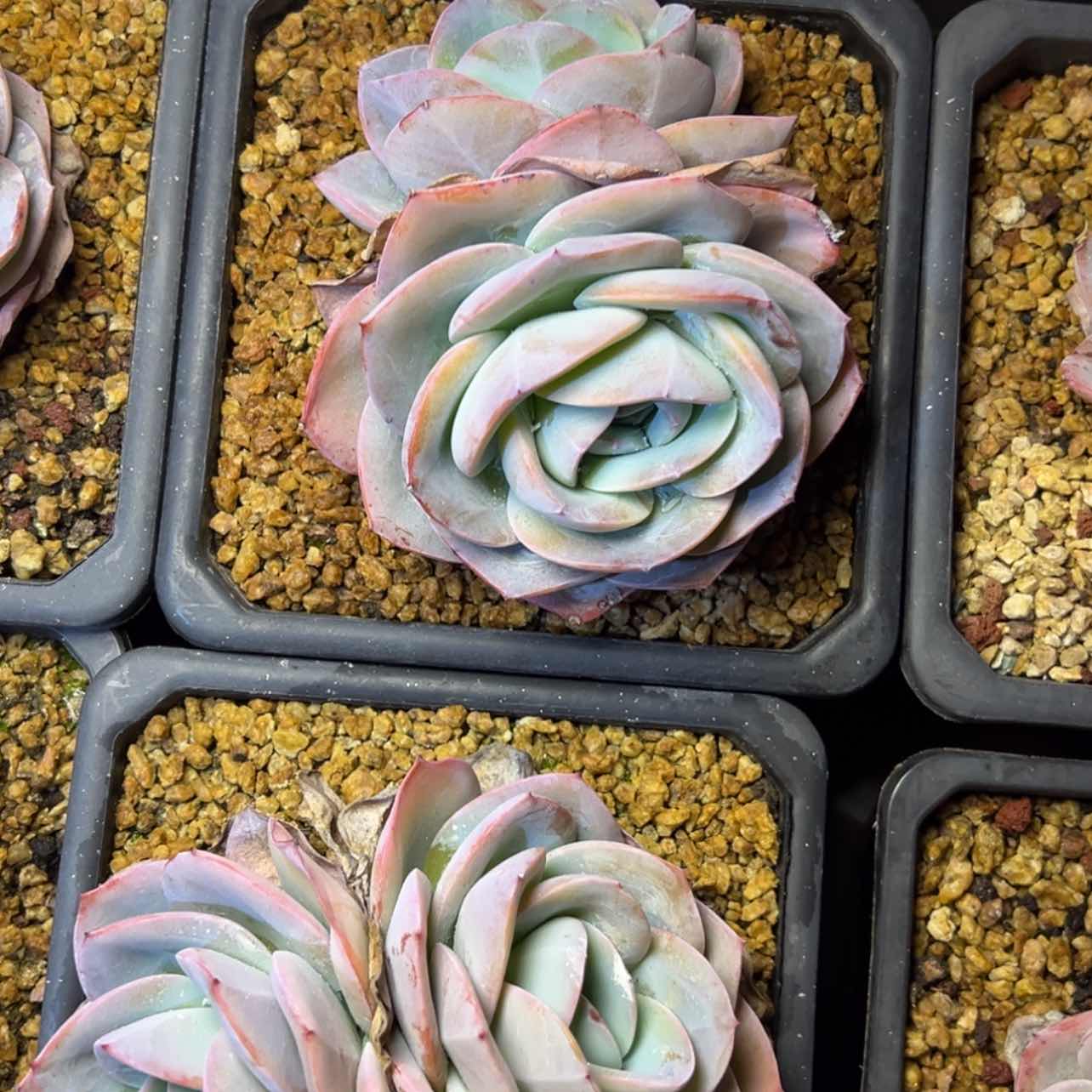 【闪购商品】布鲁蓝多肉29.8