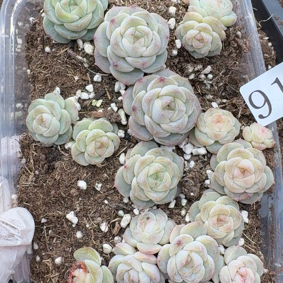 多肉植物多肉植物914