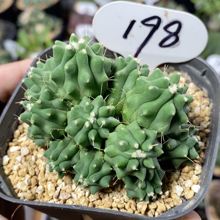 198号实生无刺王冠龙7cm