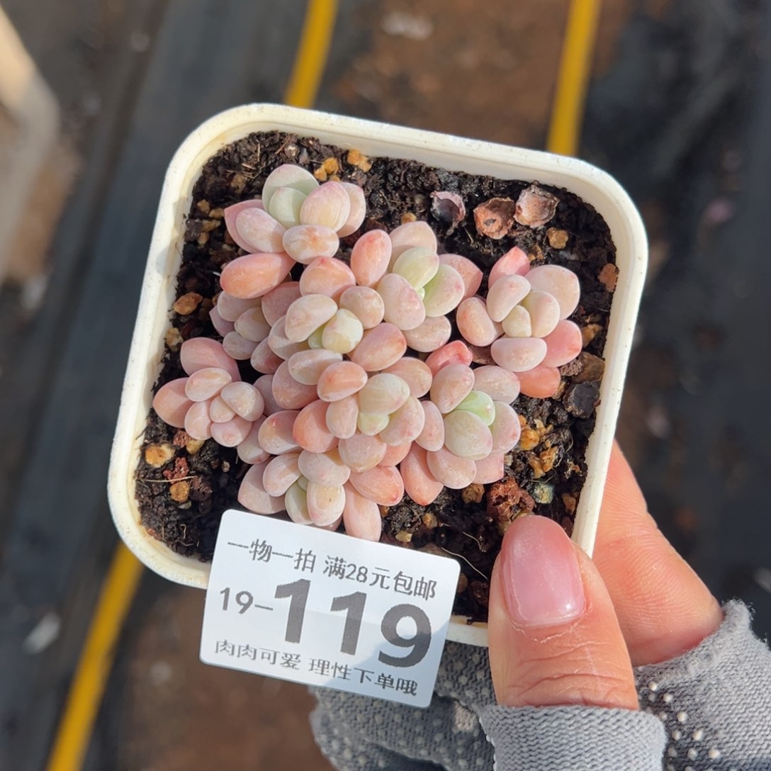 鱼子酱多肉多肉多肉多肉