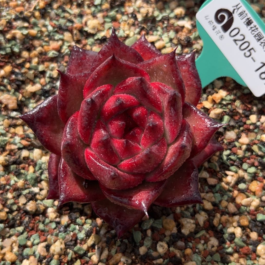 多肉一物一拍0205-187