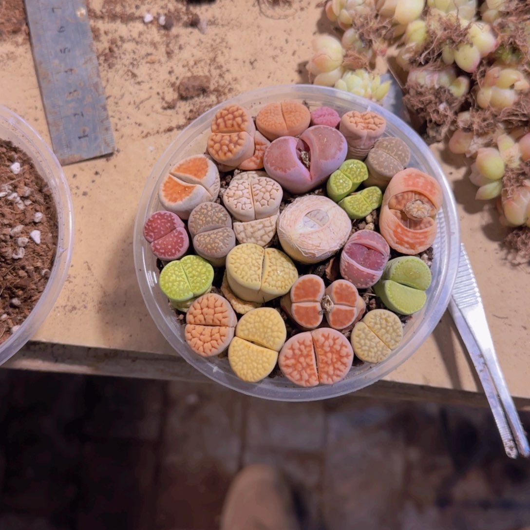 生石花20颗（3年）