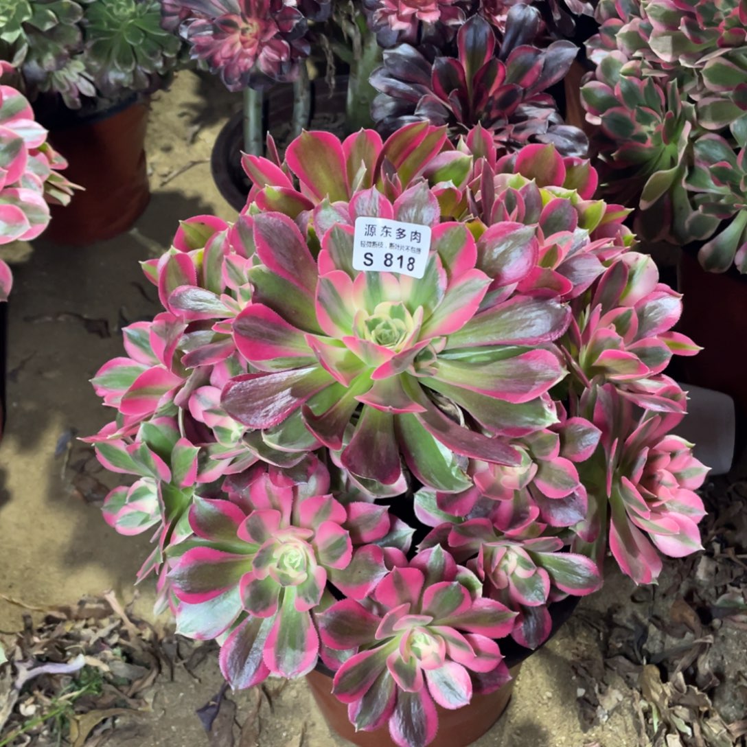 818七彩石多肉法师断枝不包