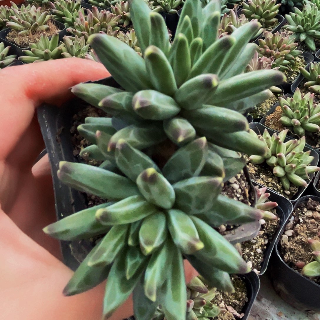 桔云多肉美人精品系列