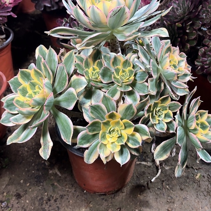 善***言多肉植物法师灿烂78