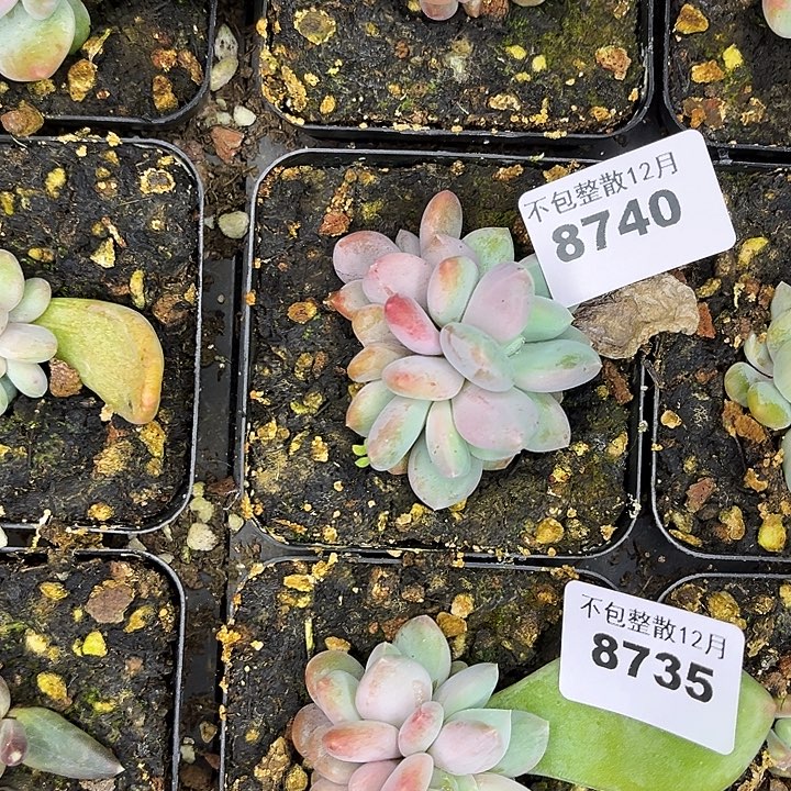 阿雅园艺。      8740