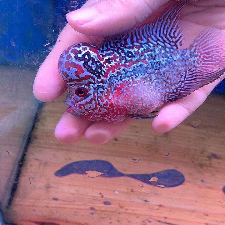 勇***翔罗汉鱼珍珠88888888888