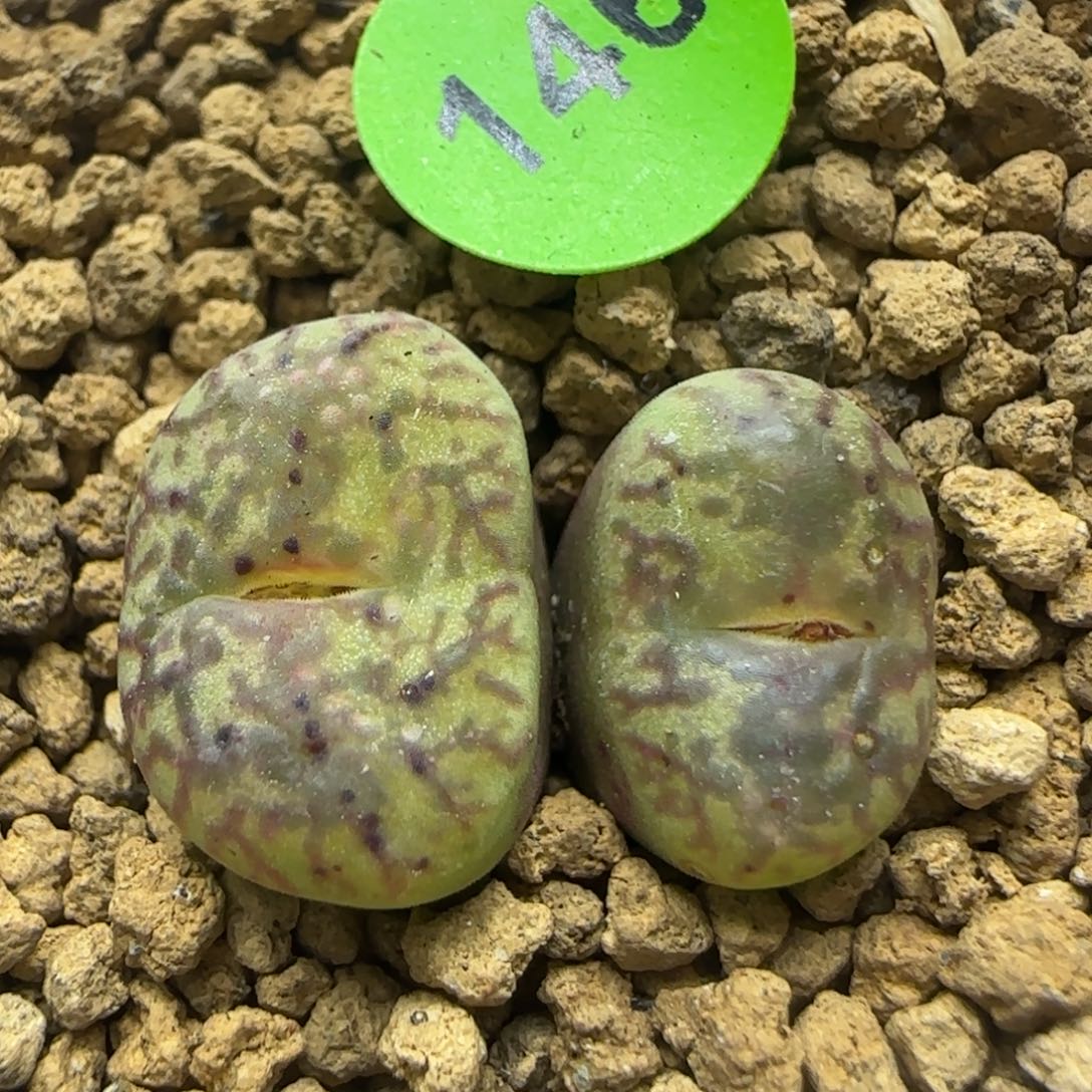 杂交漂亮多肉植物146