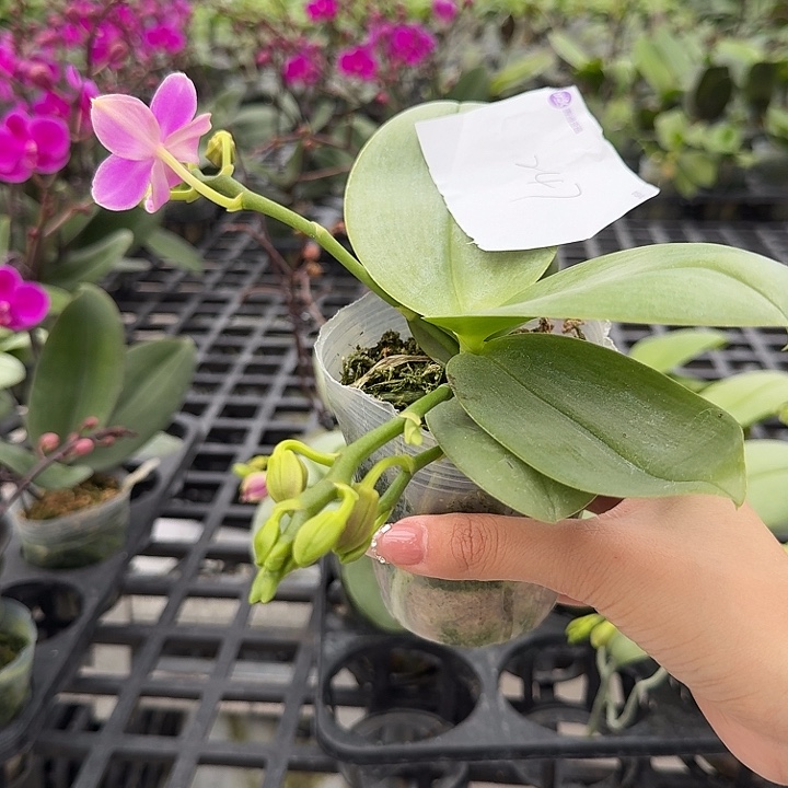 用***9大部分开放少量花苞247