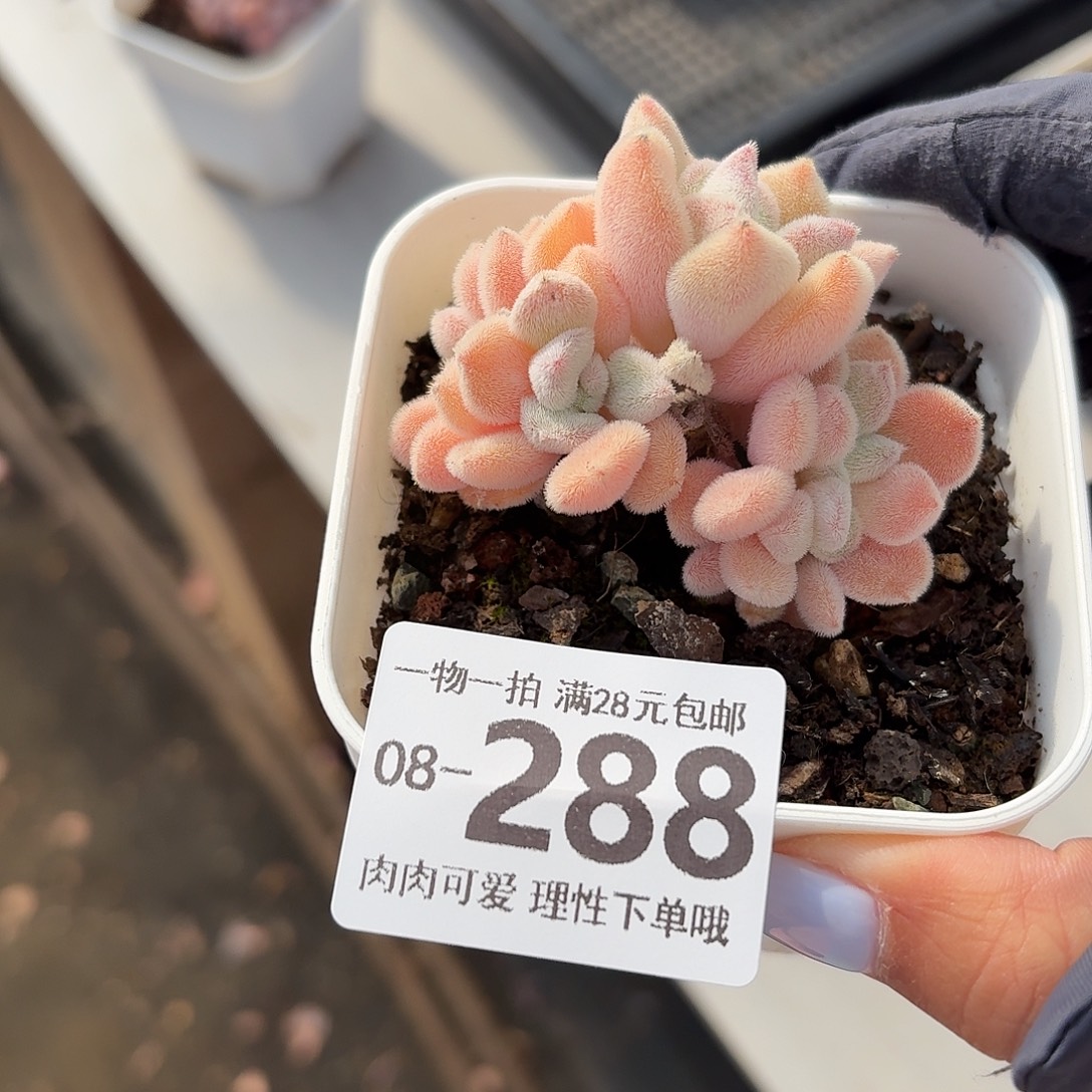 雪晃星缀无盆土发货无