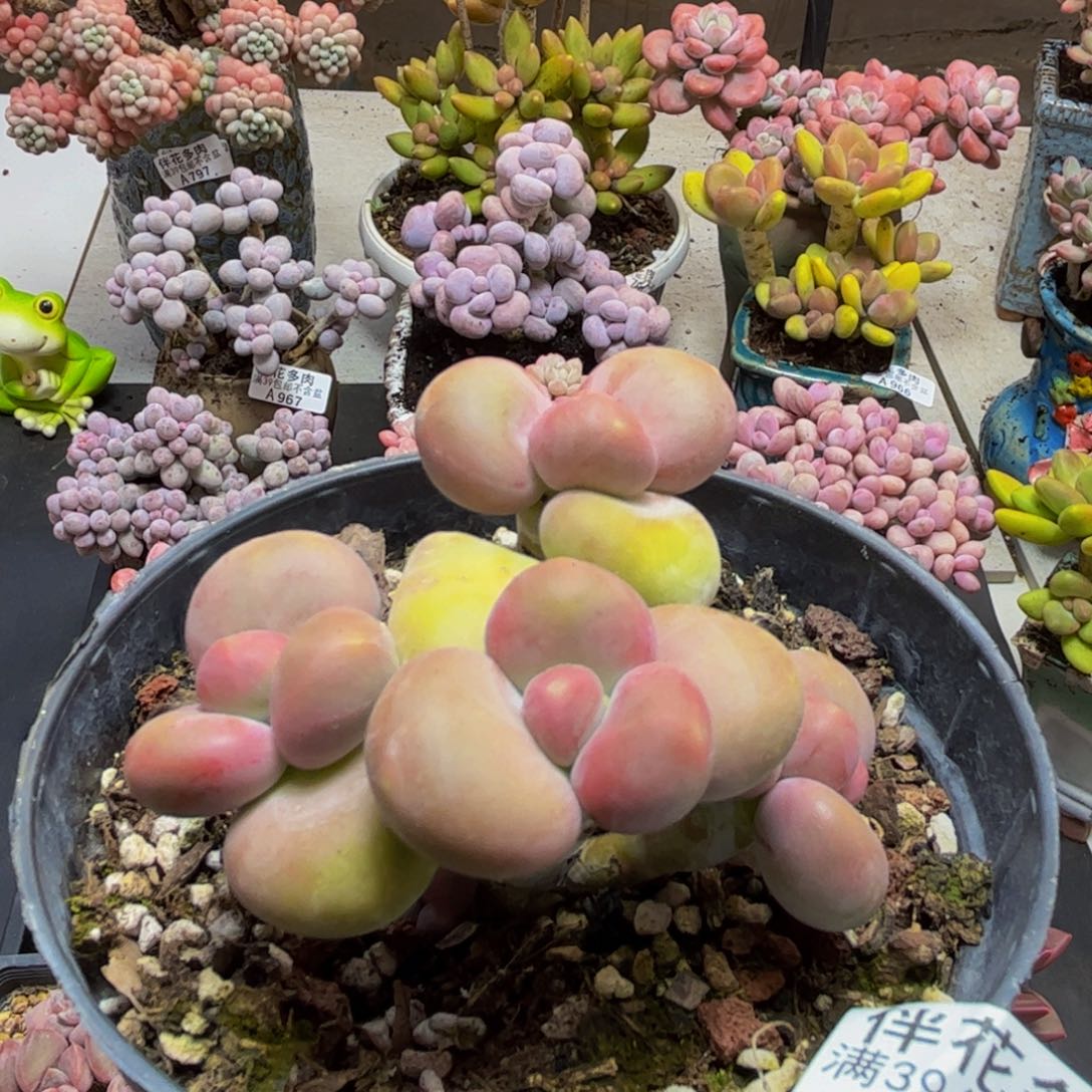 969芒果快快奶6cm多肉植物