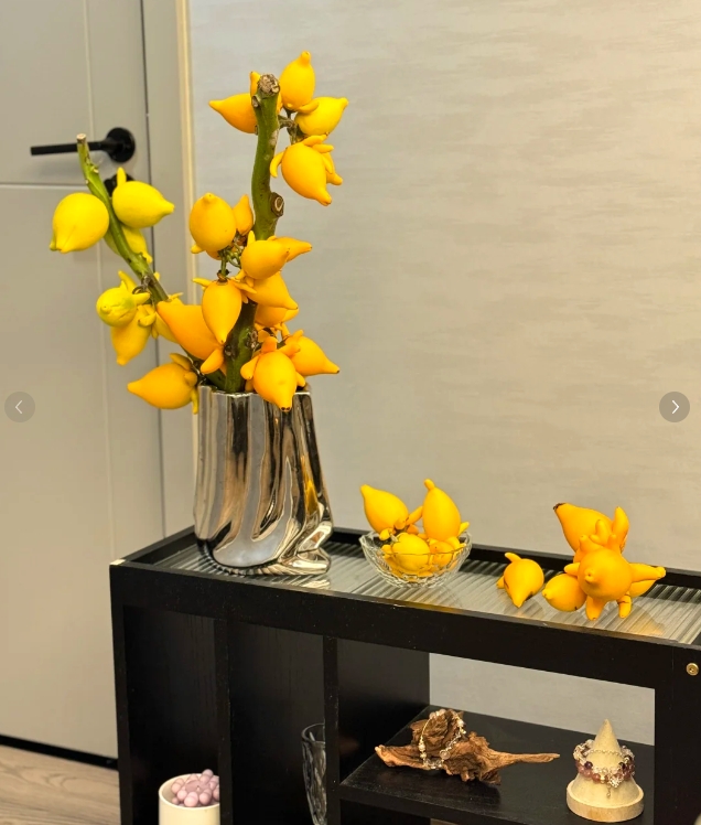 【新疆花之溪】五代果（1枝）（掉果，果子发黑属正常，介意勿拍）