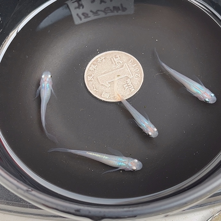 青鳉鱼松井长鳍水滴4条71号