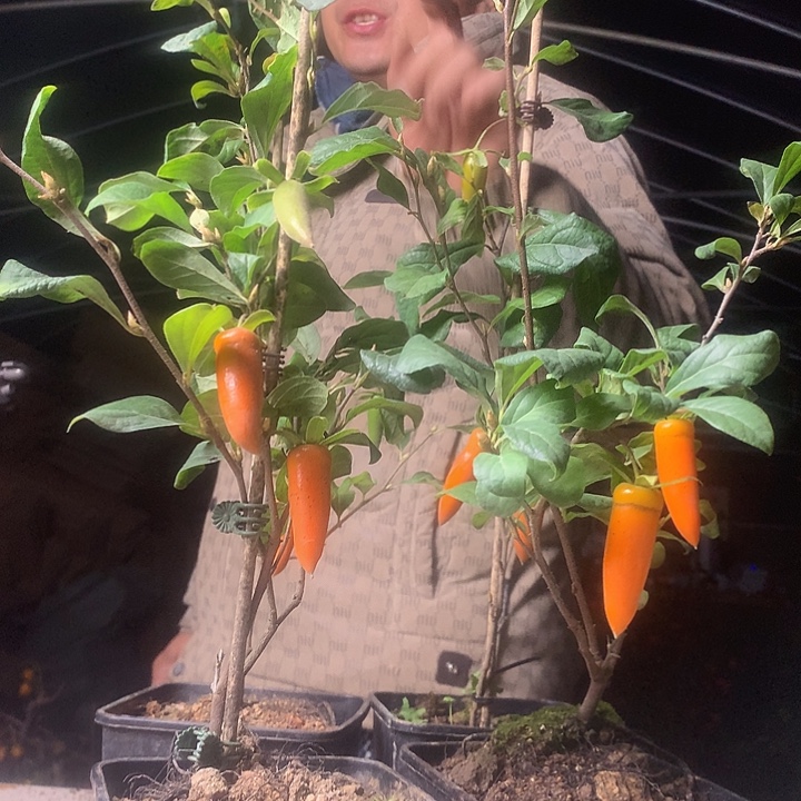 无花朵老鸦梦之那