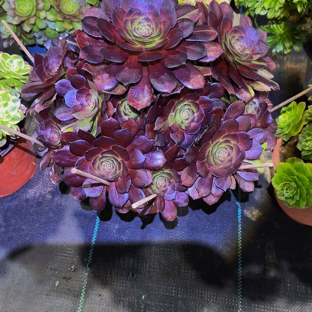 老庄黑美人法师58.8