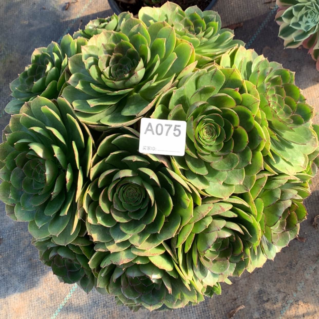 【闪购商品】75万拉丝