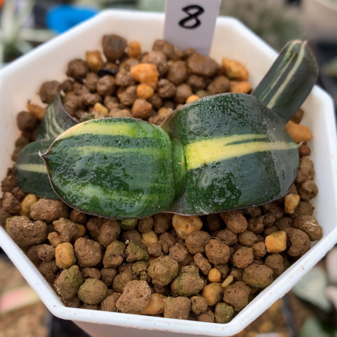 卧牛锦，带盆一起来