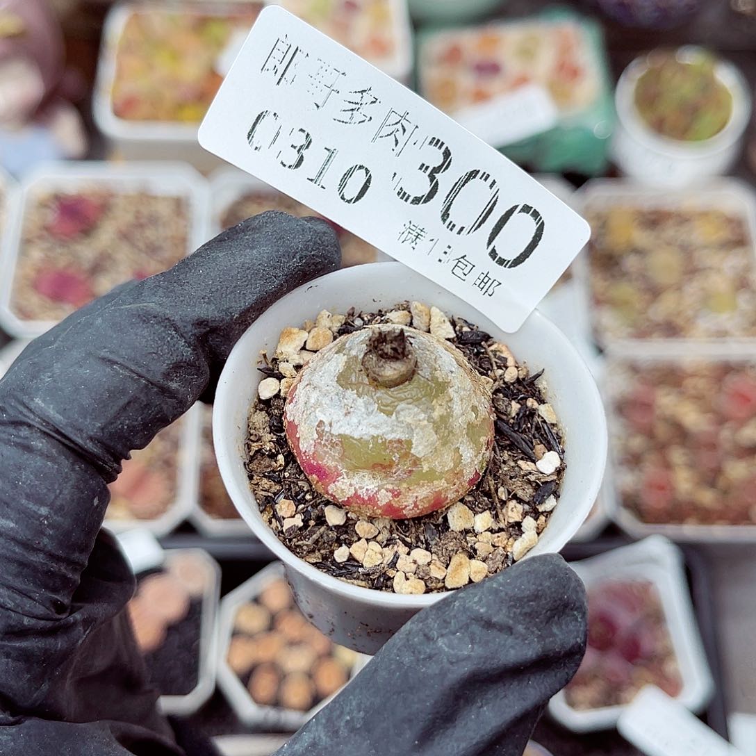 郎哥多肉生石花10-300