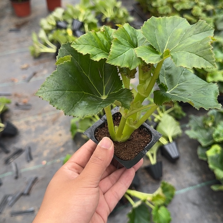 大部分花苞少量开放福利4苗