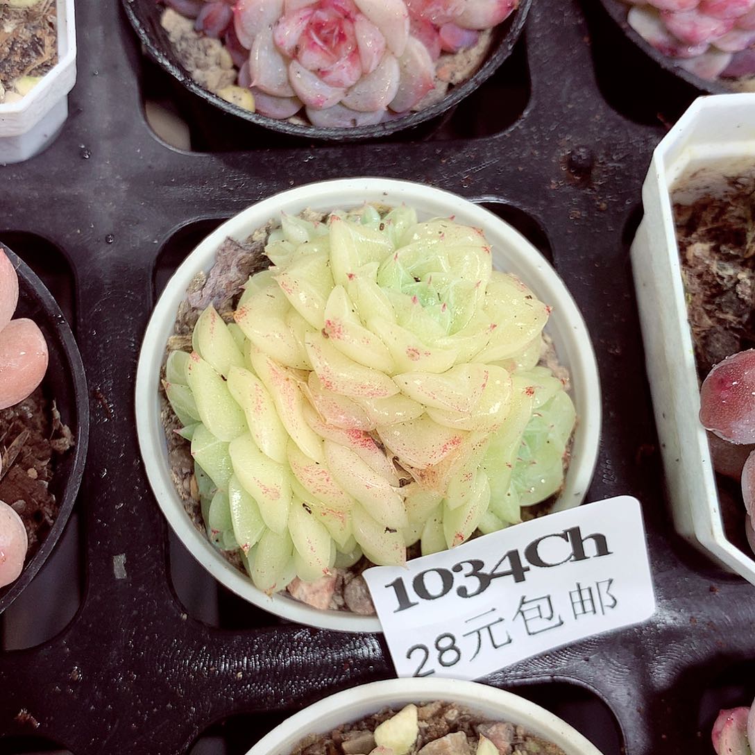 5厘米盆精控多肉1034