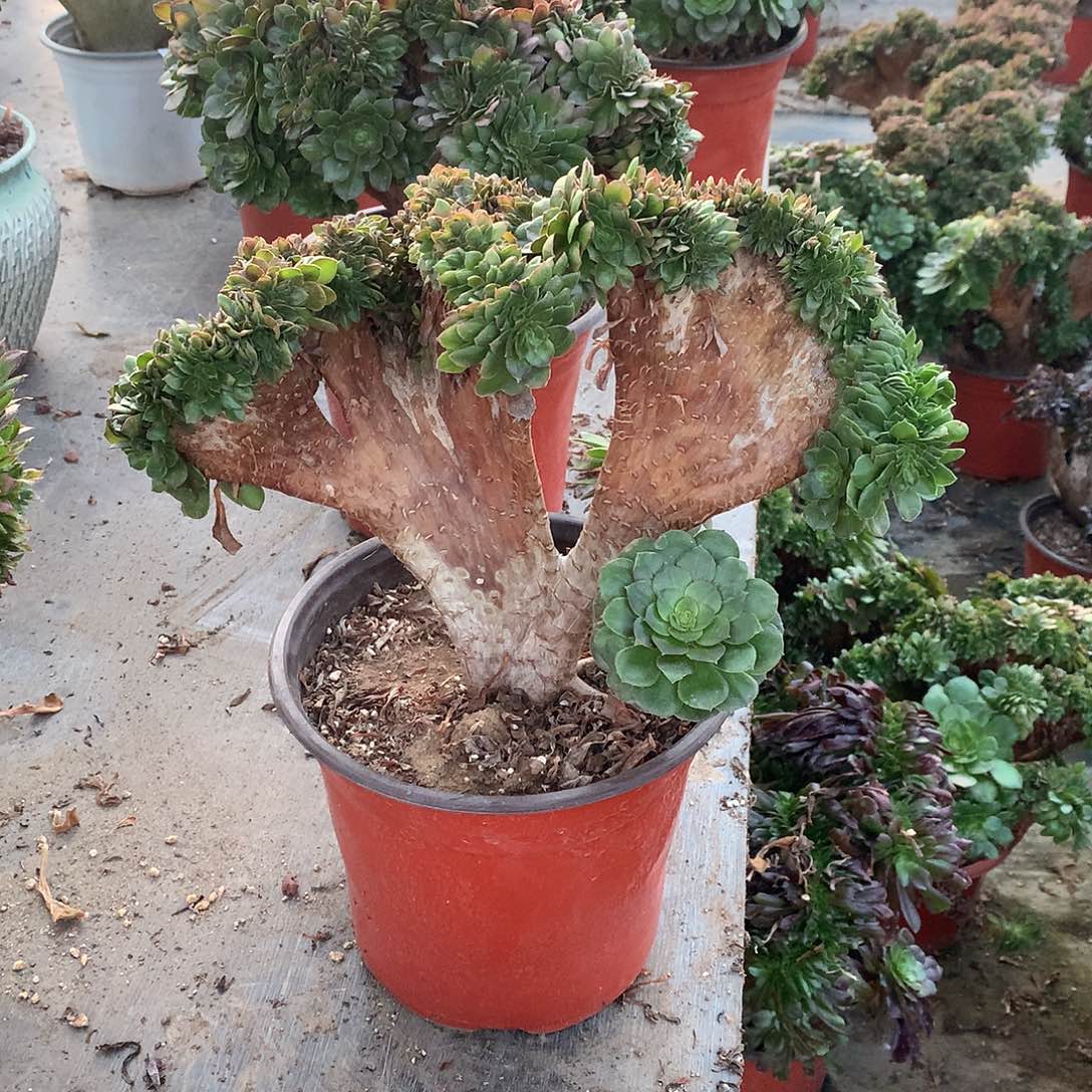 万圣节缀化缀化缀化