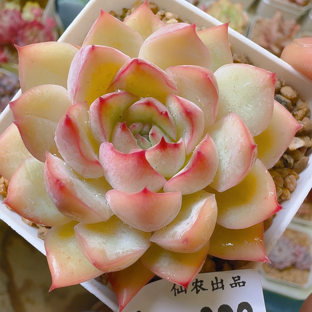 织荷，092，仙农出品多肉